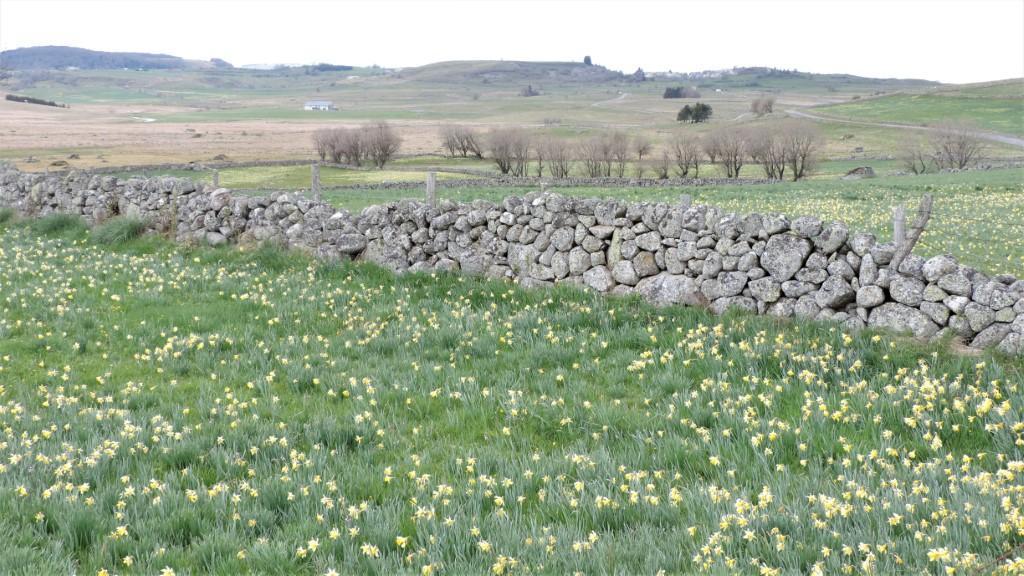 Ouvrages clôtures pierre sèche - Aubrac